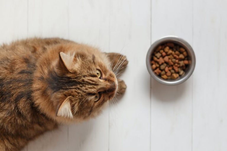 Alimentation sans céréales pour les chats actifs et énergiques