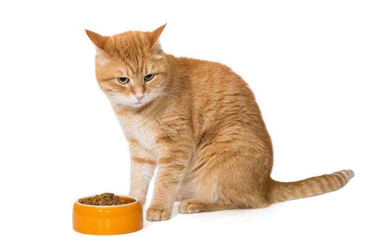 Des protéines de qualité dans les aliments sans céréales : un atout pour les chats actifs