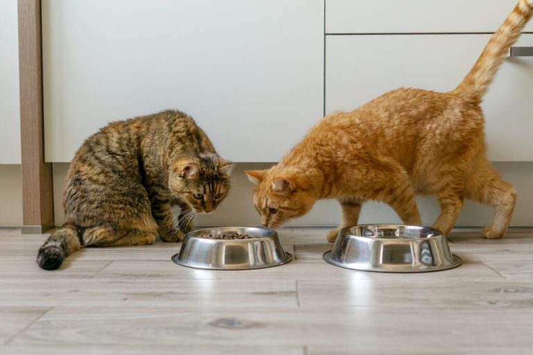 Glucides et chats actifs : Pourquoi opter pour une alimentation sans céréales ?