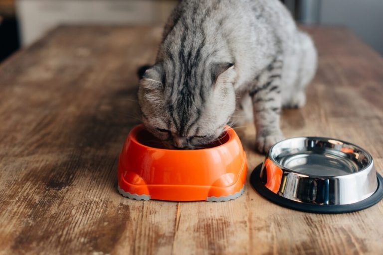 Nourrir les chats actifs avec des aliments sans céréales - Avantages pour la performance et la santé